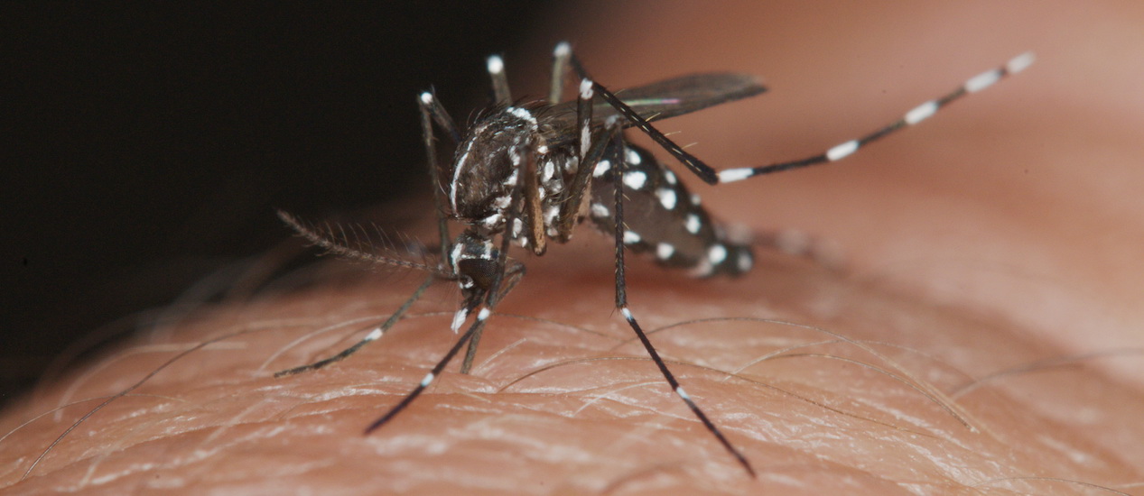 Al menos 29 muertes por dengue en lo que va de año