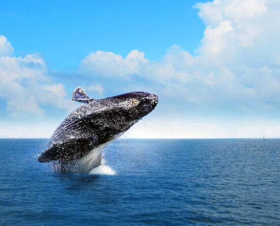 Ballenas jorobadas ya se encuentran en la Bahía de Samaná