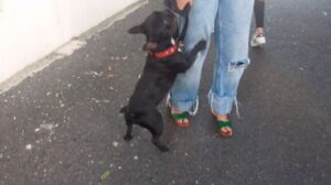 Apresan hombre que maltrató perra en un video