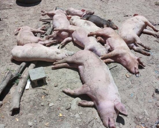 Cerdos en Montecristi mueren por enfermedad desconocida