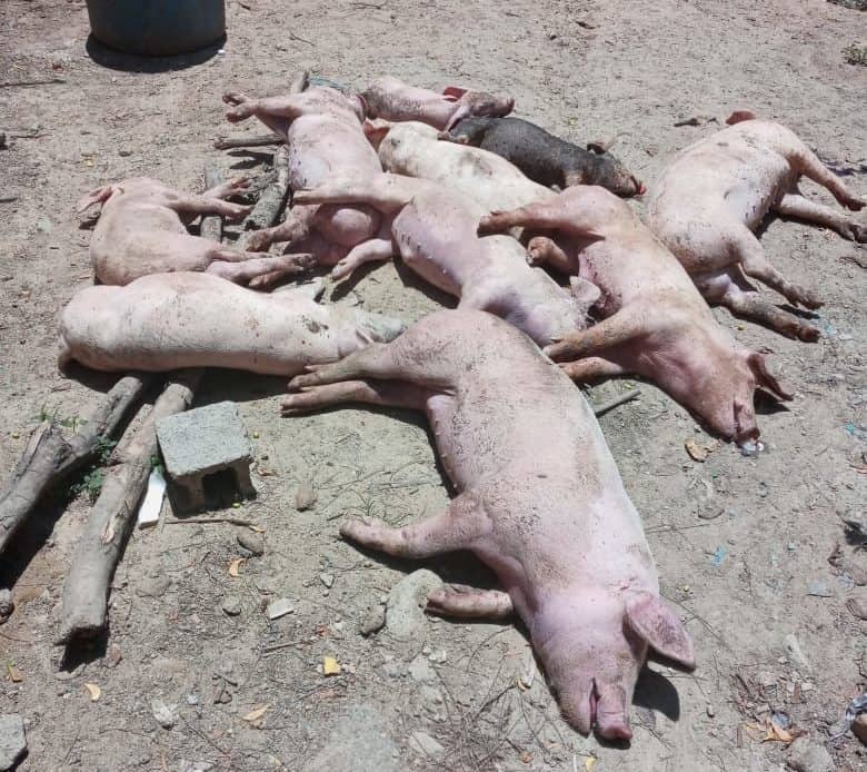 Cerdos en Montecristi mueren por enfermedad desconocida