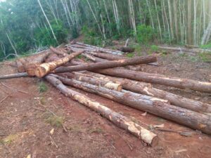 Denuncian tala de pinos en Monte Plata de manera ilegal 