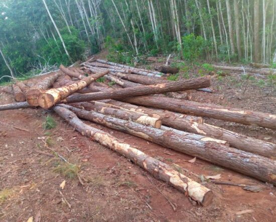 Denuncian tala de pino en Monte Plata de manera ilegal