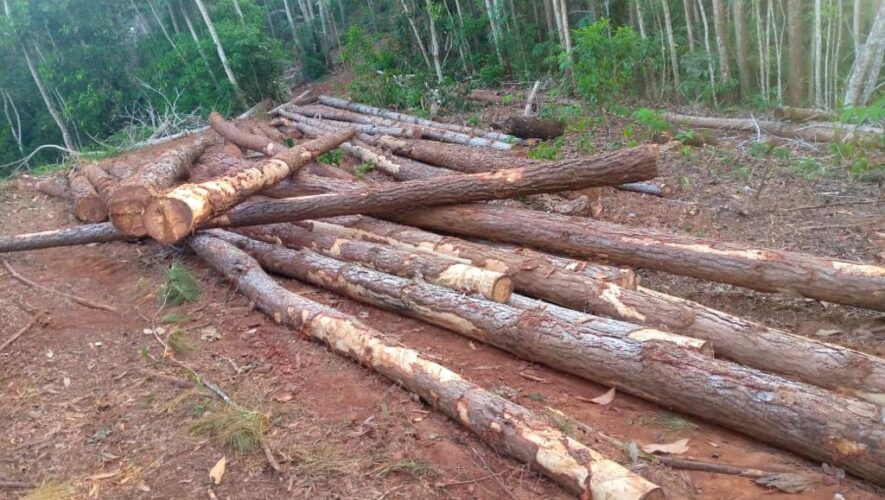 Denuncian tala de pino en Monte Plata de manera ilegal