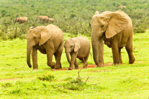 Un rayo mata a una familia de seis elefantes en Zimbabue