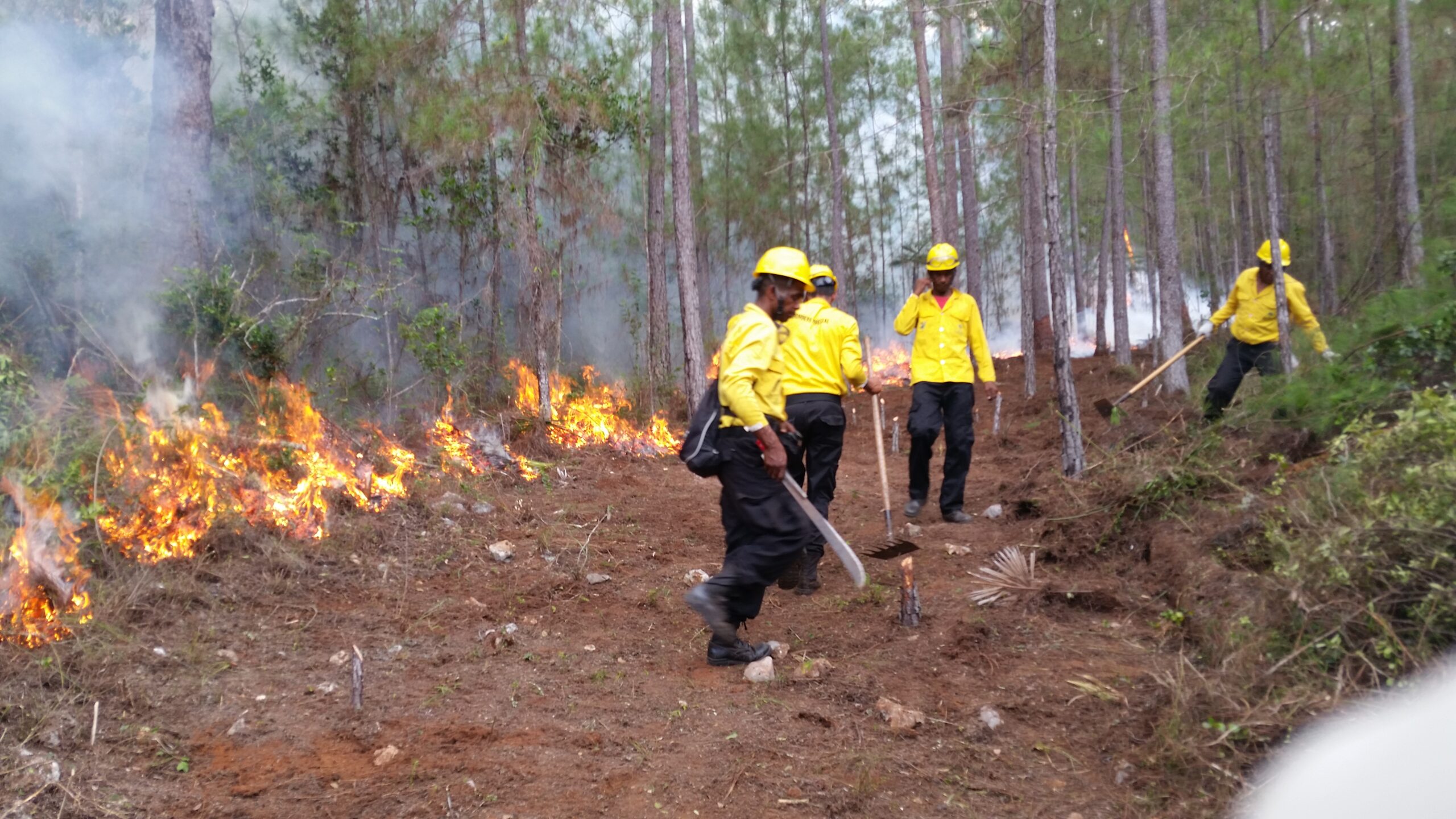 Medio Ambiente dice vela por bosques del país ante inicio de temporada alta de incendios forestales