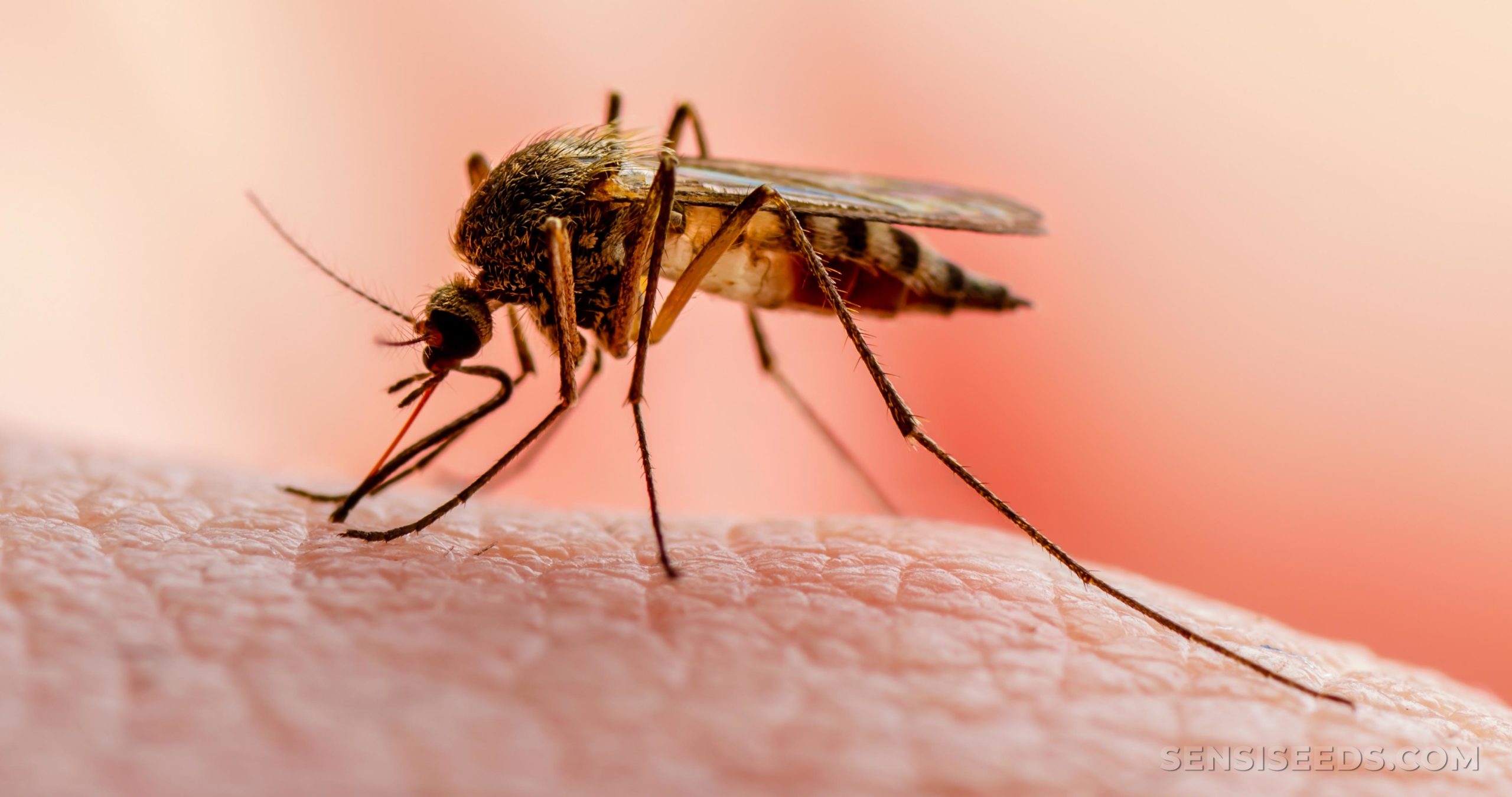 RD notifica un segundo caso de malaria importado