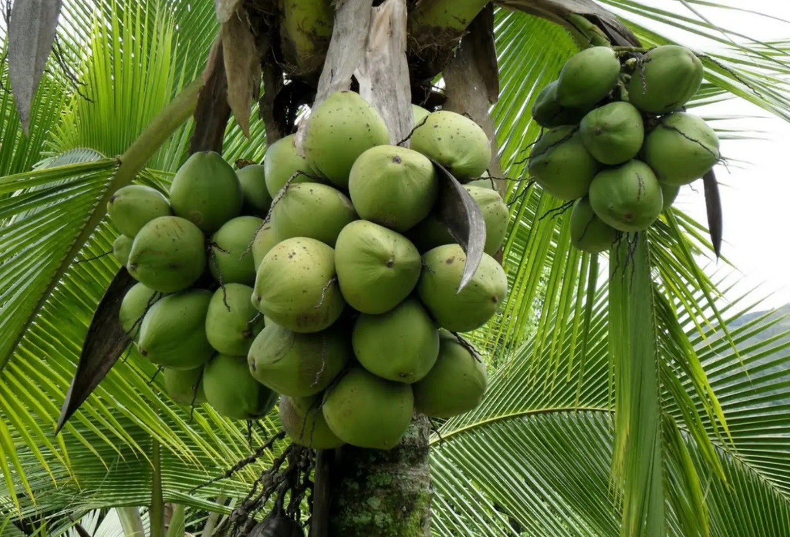 RD exportará por primera vez cocos verdes a Estados Unidos