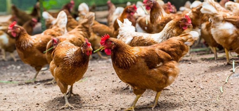 Gobierno comprará gallinas a productores afectados por cierre de la frontera con Haití