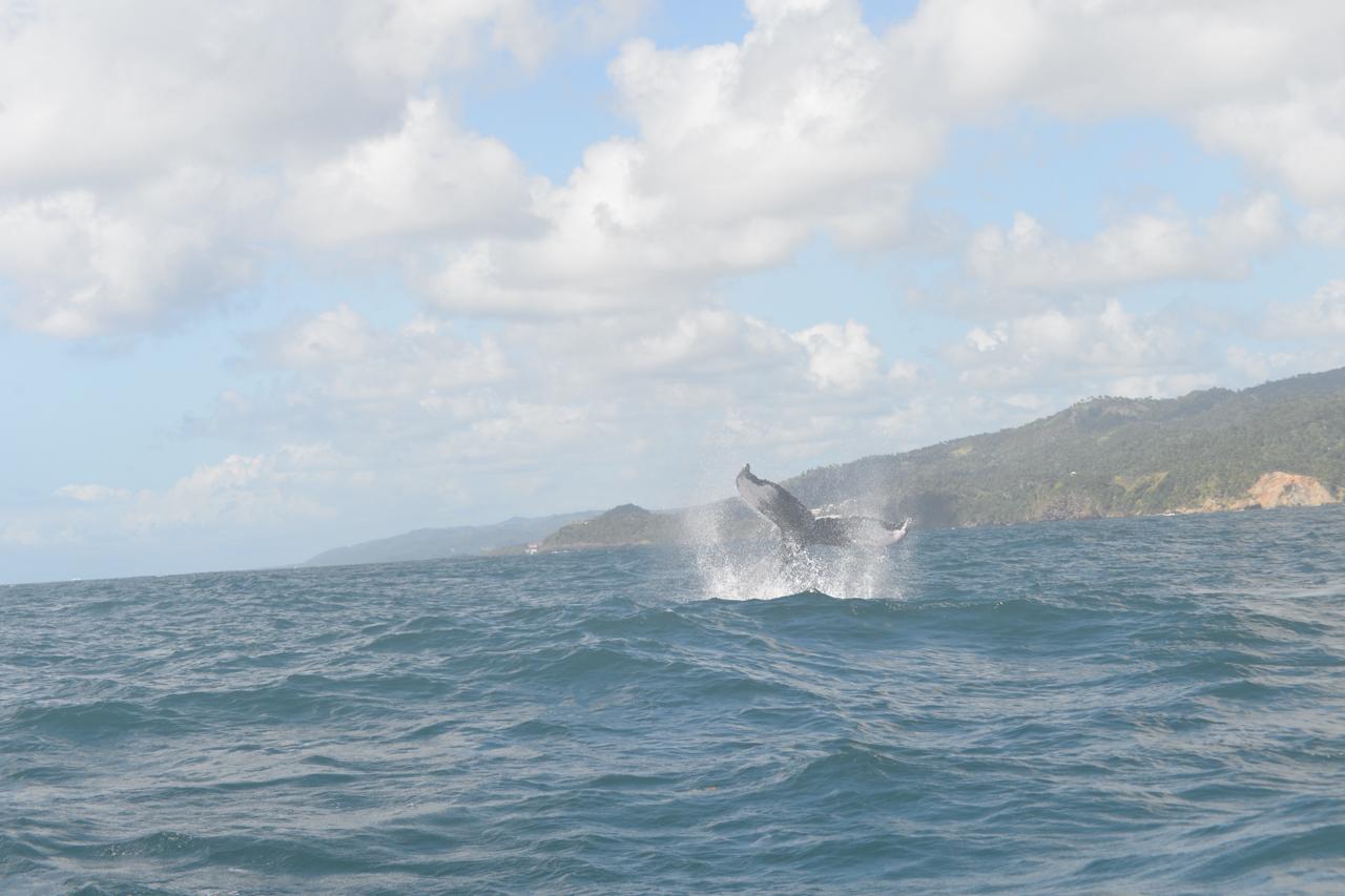 Medio Ambiente desarrolla jornada de concienciación sobre protección de ballenas jorobadas