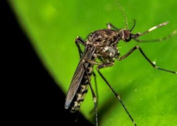 Salud Pública dice no hay casos activos del virus Oropouche; emiten alerta epidemiológica