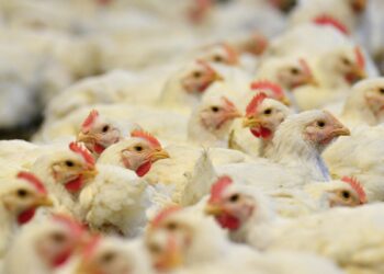 Brasil confirma el primer caso de gripe aviar de "alta patogenicidad" en granja comercial