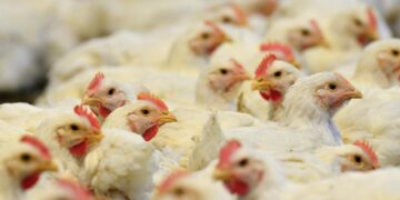Brasil confirma el primer caso de gripe aviar de "alta patogenicidad" en granja comercial