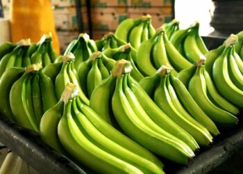 República Dominicana propone invertir 94 millones de dólares en su sector del banano