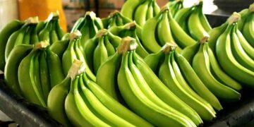 República Dominicana propone invertir 94 millones de dólares en su sector del banano