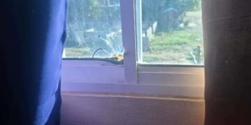 Desconocidos tirotean vivienda del alcalde de Navarrete; califica el hecho como "un acto cobarde"