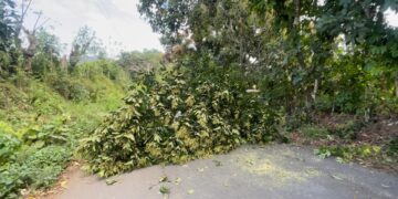 Edeeste informa interrupción del servicio eléctrico en Peralvillo se debe a corte de árboles por protesta de asfaltado