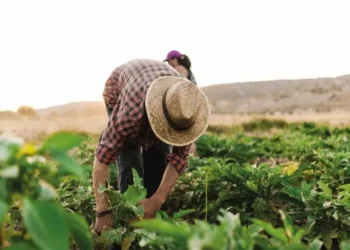 Sector agropecuario tuvo crecimiento del 3.9% y proyecta alcanzar Hambre Cero antes de 2028