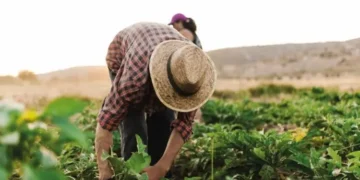 Sector agropecuario tuvo crecimiento del 3.9% y proyecta alcanzar Hambre Cero antes de 2028