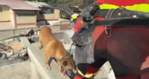 ¡Héroes sin capa! Caninos encabezan las labores de búsqueda en Venezuela