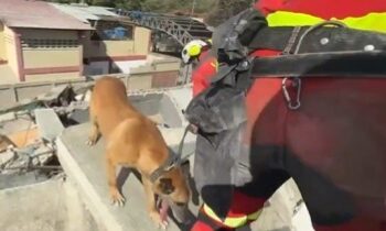 ¡Héroes sin capa! Caninos encabezan las labores de búsqueda en Venezuela