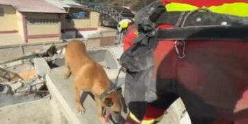 ¡Héroes sin capa! Caninos encabezan las labores de búsqueda en Venezuela